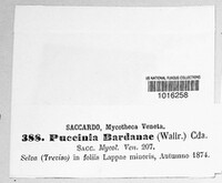 Puccinia bardanae image